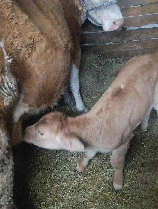 Vițea de vânzare de 2 săptămâni