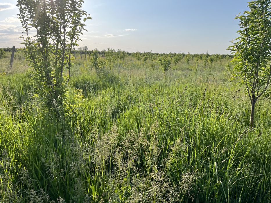 Продам молодой сад