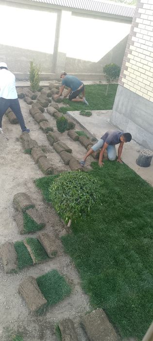 Gazon ruloni  va uruğ sepish  xizmati
