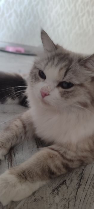 Bir biridan chroyli 5ta muwugimz bor onasi sotilmaydi zoti skodw fold