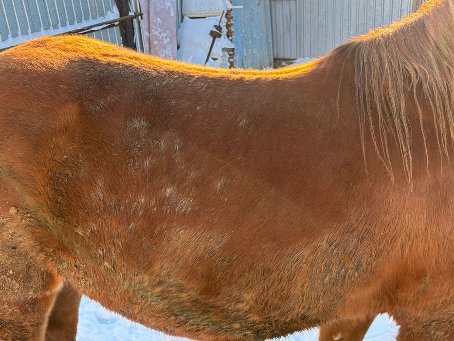 Продам лошадь с откорма