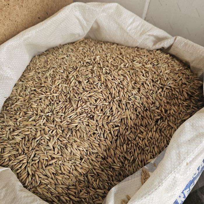 Кебек~кукуруз~арпа~бидай