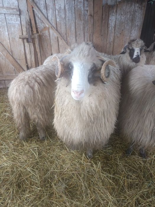 Vând berbec oacheș