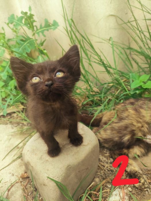 Отдаются котята в хорошие руки!!!