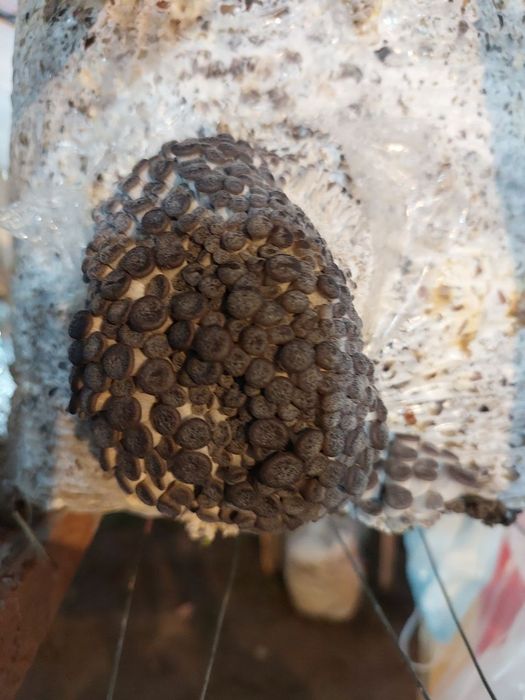 Ку́зикорин уруґи. Вешенка нави. Качественные семена грибов.