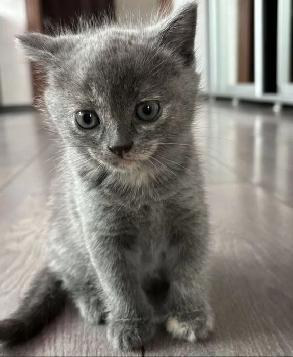 Британские коттяа девочки, 1.5 мес
