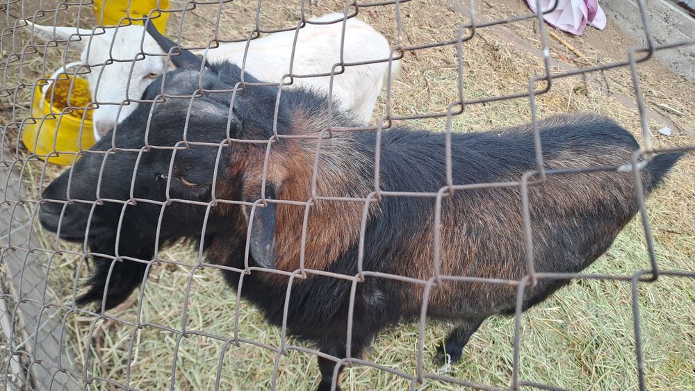 Ешки теке сатылады