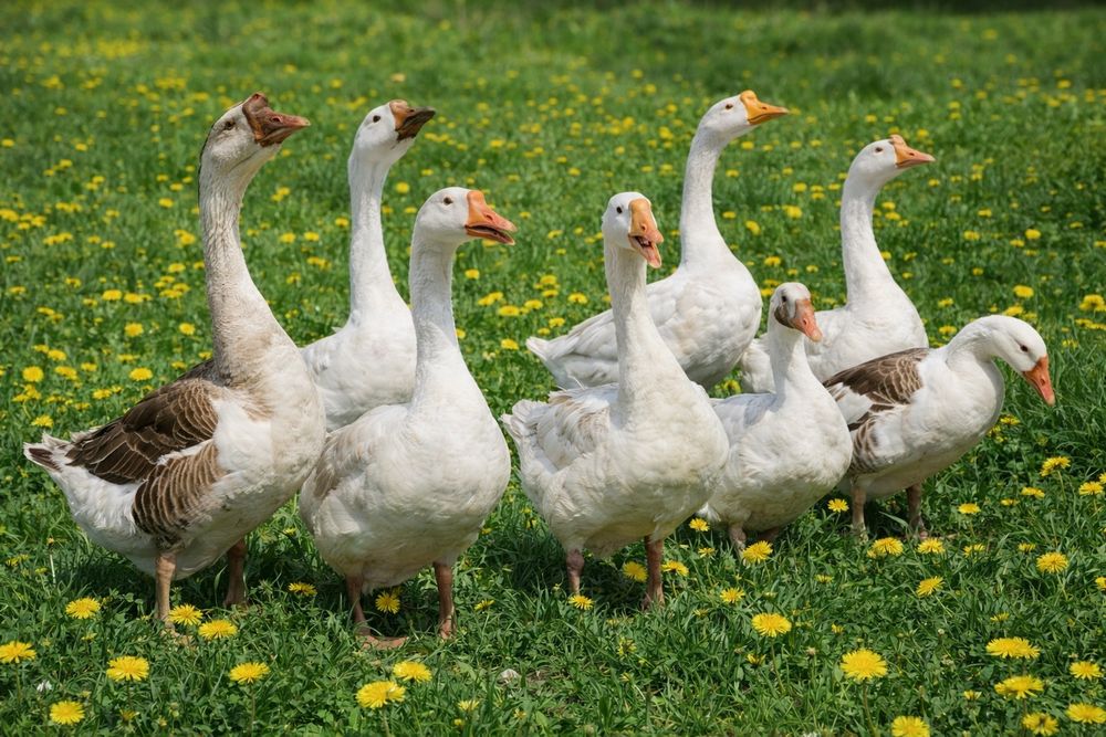 Гусиные яйца 9000. индюшиные 7000