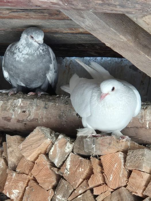 Продам голубей бойных