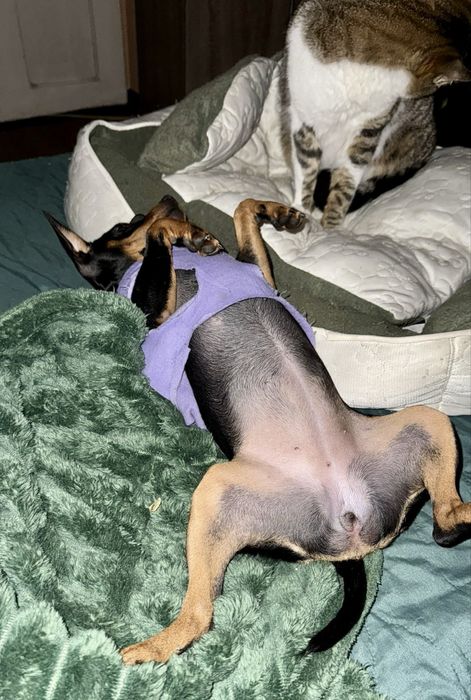 Femela pinscher mini 8 luni 2500 lei