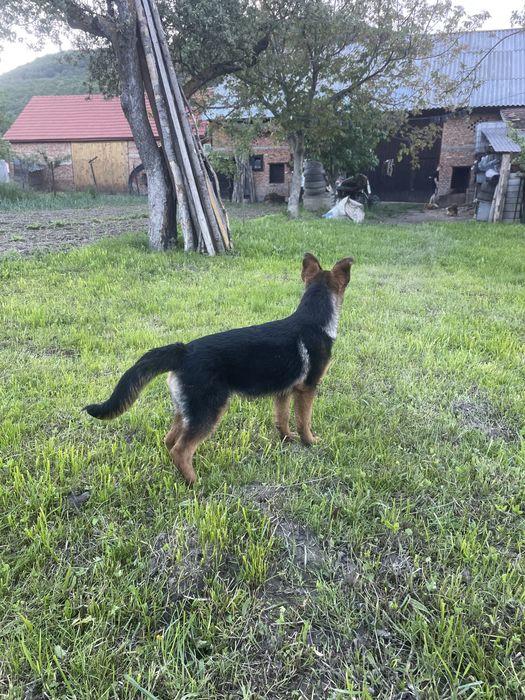 Ciobănesc German