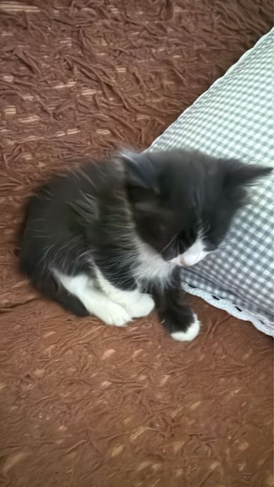 Отдам котят в добрые руки!