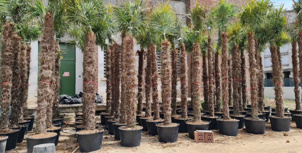 Palmieri deosebiti multitulpinari cu 2 cu 3 oriunde in tara