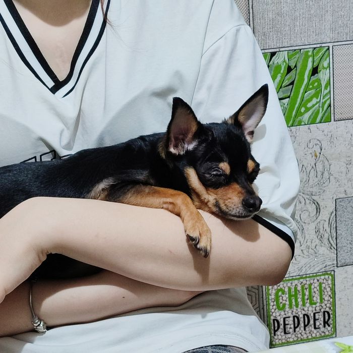 Вязка срочно той терьер