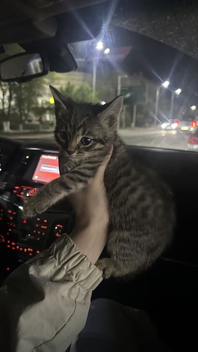 котенок мальчик 2-2,5 месяц