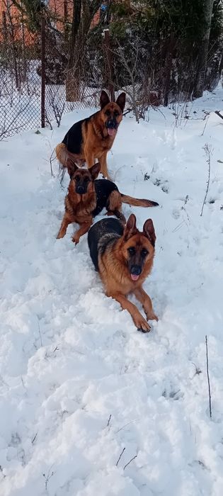 Малка Немска овчарка