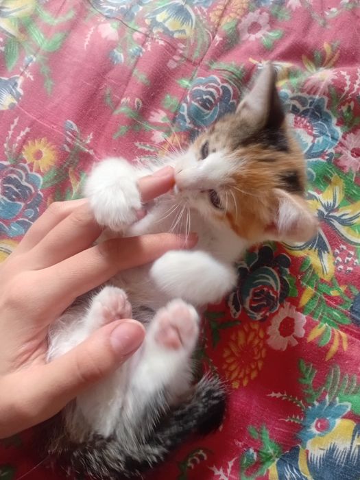 Котята 2 девочки 1 мальчик