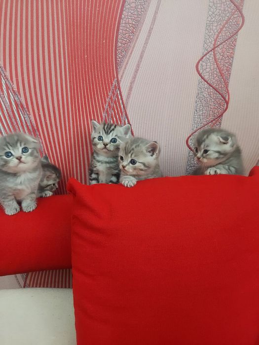 Продаю породистых котят