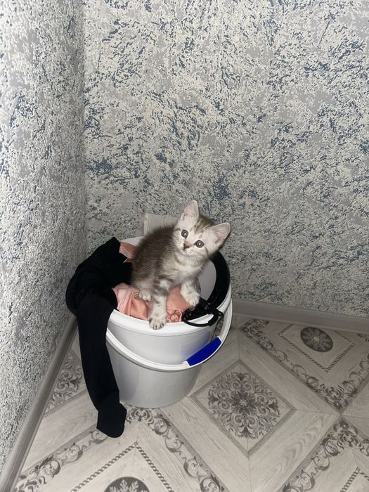 Продам котенка уральск