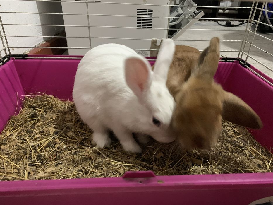 продам двух кроликов