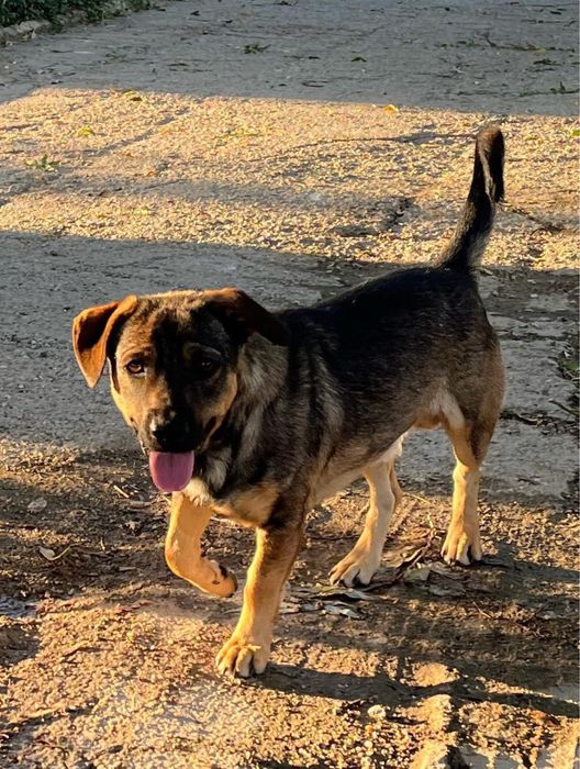 Metis ciobanesc german pitic pui