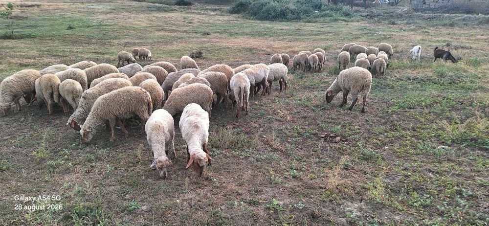 Miei  tigaie ruginie de crescut sau sacrificat