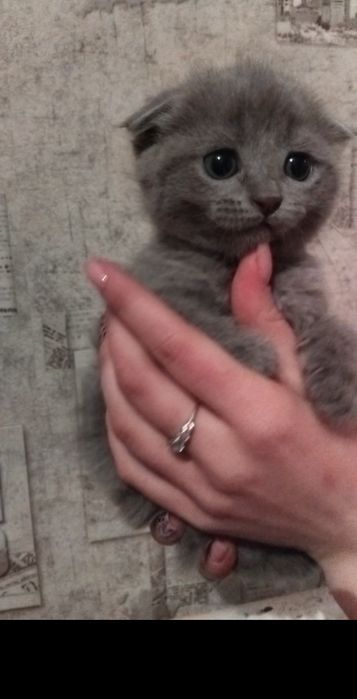 Продам котят девочек, вислоухие 15.000