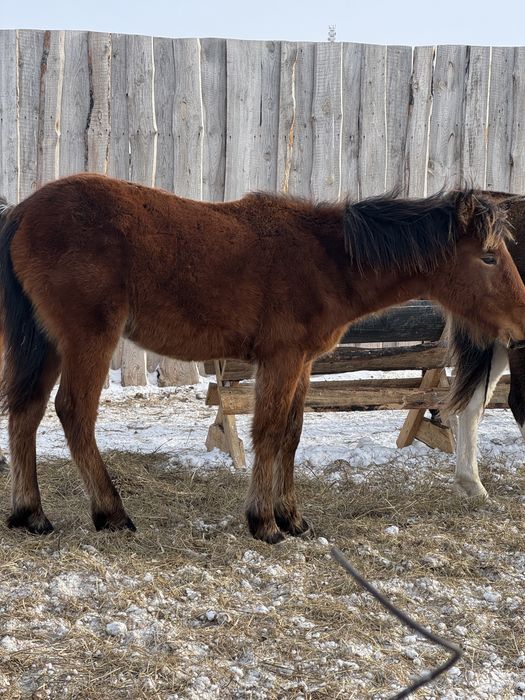 Жеребята 2025года