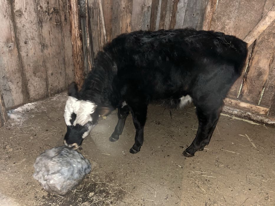 Бычок , телечка