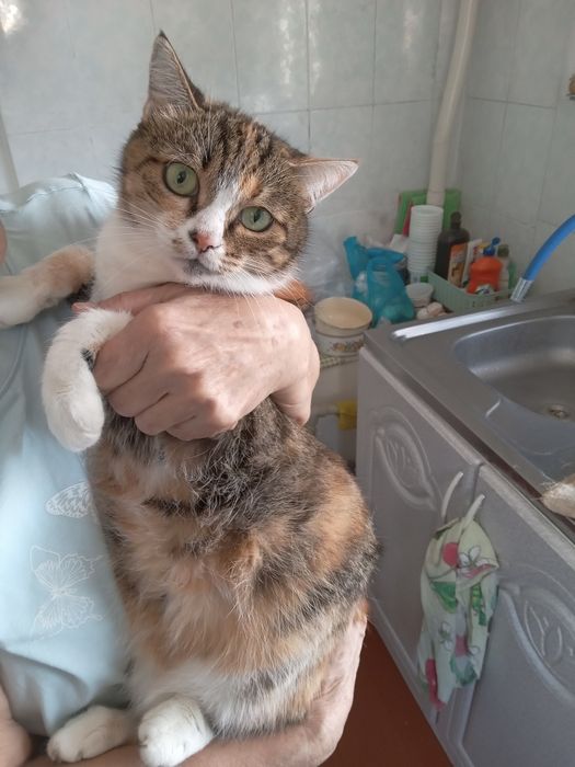 Отдам кошку в хорошие руки