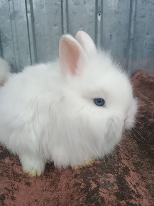 Oferta de Crăciun cap de leu cu ochii albaștrii și berbec pitic