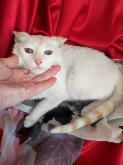 Котенок мальчик 4,5 месяца