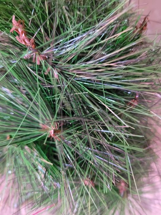 Ёлки ( 90 см и 45 см)