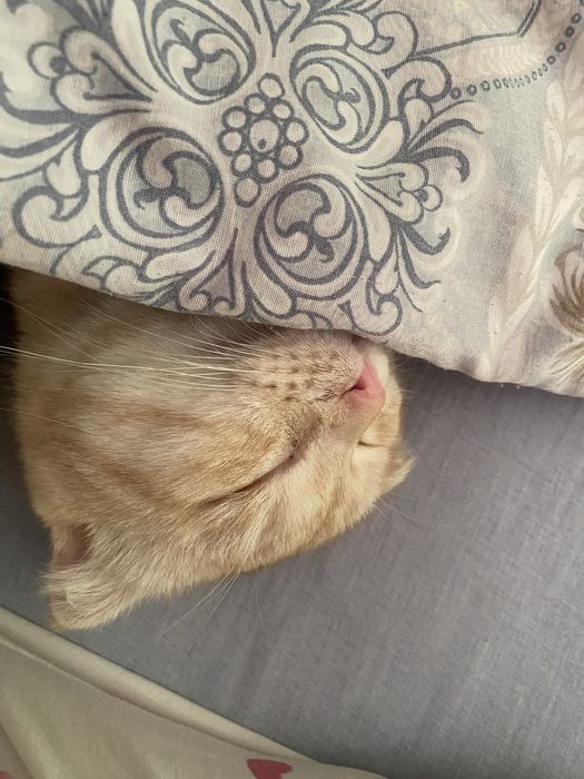 Шотландский мысык бесплатно