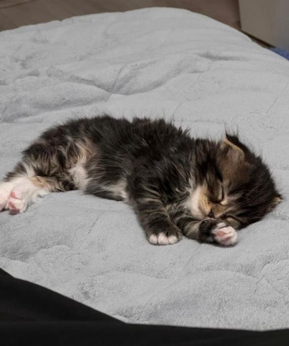 Продается Вислоушка