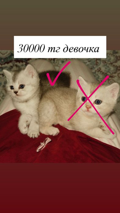 Шотландские котят