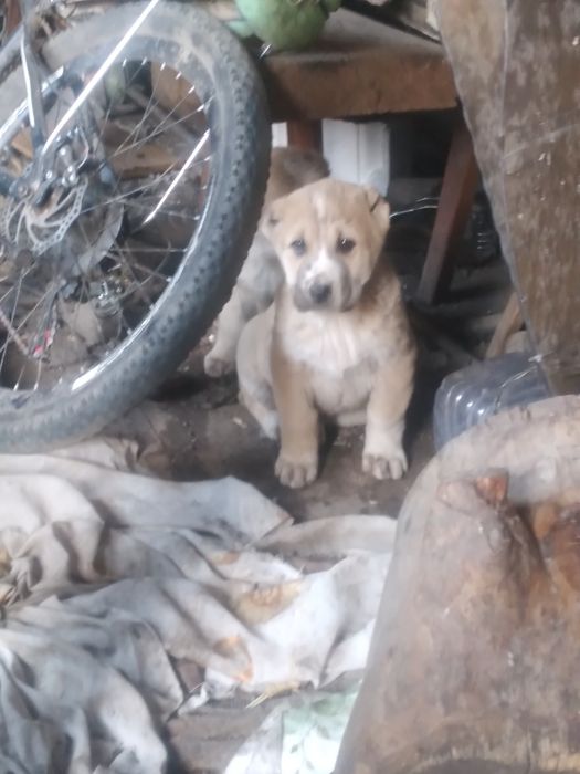 Шенки Алабая девочки