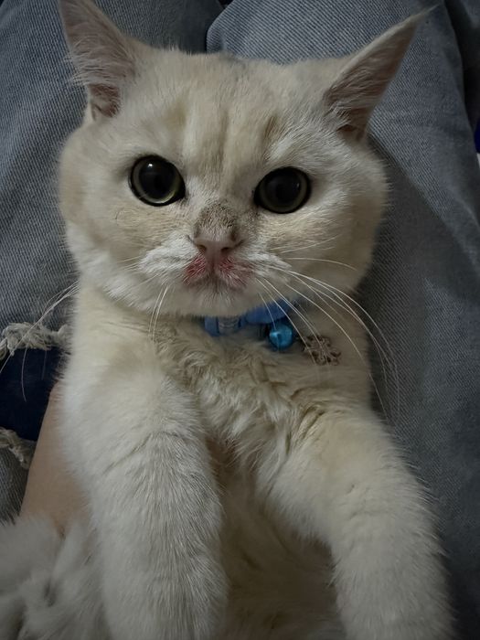 Британская кошка