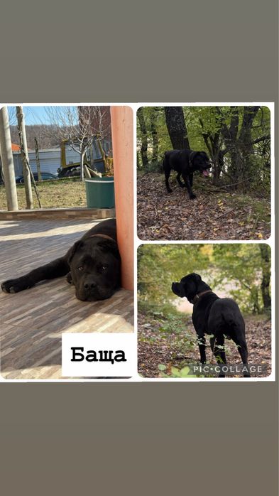 Кане корсо бебета