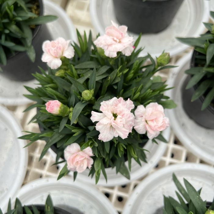 Студоустойчив карамфил