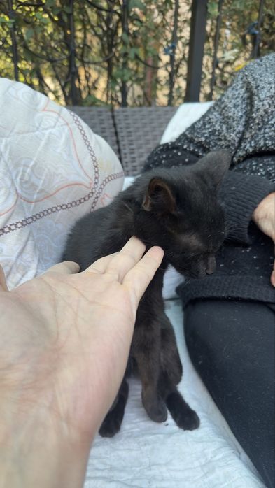 Котенок девочка. Бесплатно