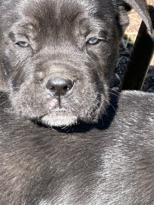 Кане Корсо невероятни кучета