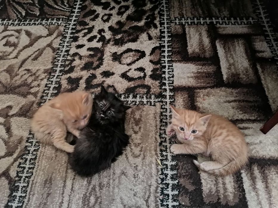 Замечательные котята бесплатно