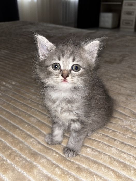 котята на продажу