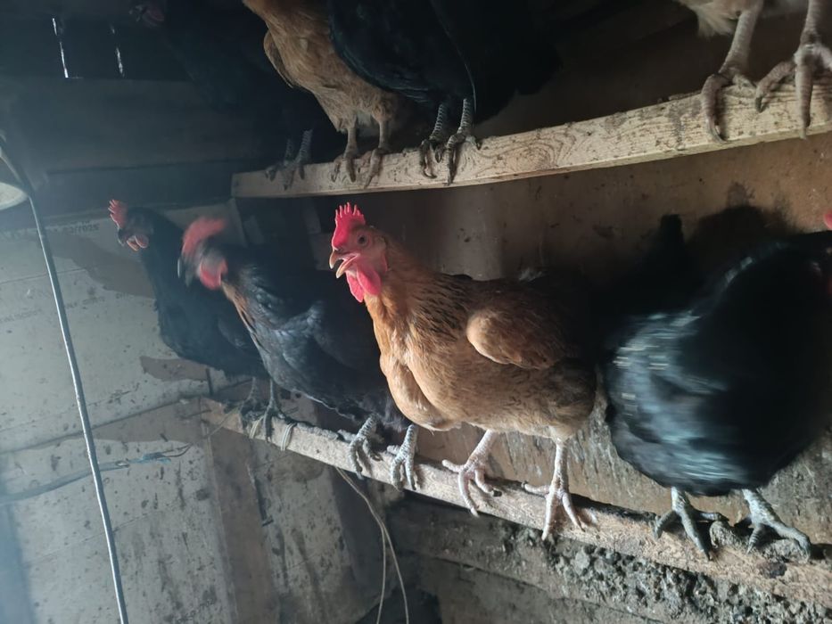 Продам домашних кур