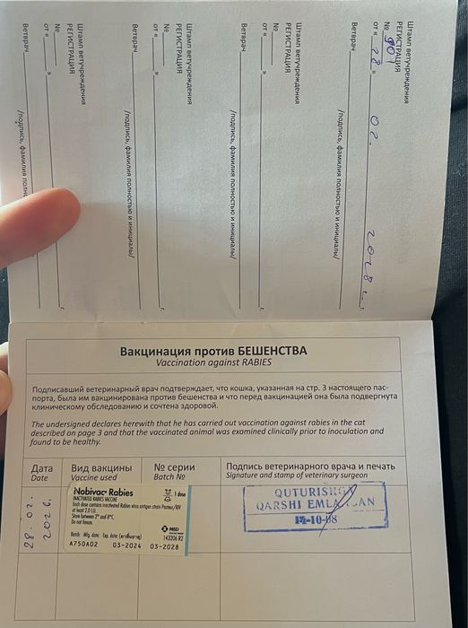 Кошка породы Scottish Fold