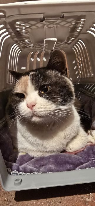 Кошечка ищет дом