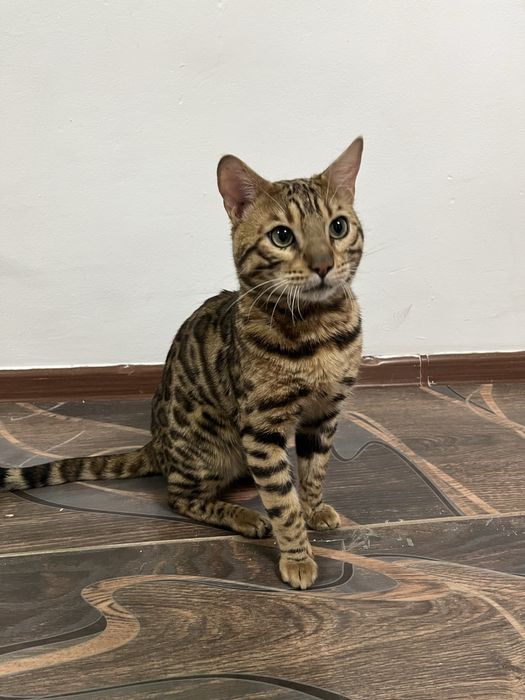 Бенгалский кот,торг есть