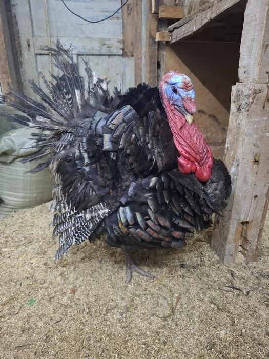 гибрит индюки 1+2