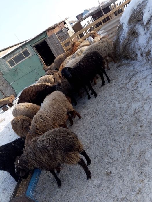 Продам баранов СРОЧНО